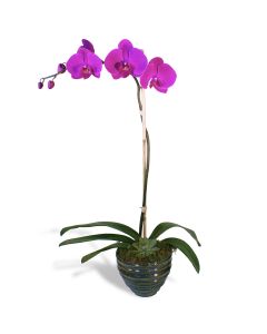 Simple Purple Orchid