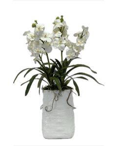 White Mokara Orchids in White Crocodile Print Vase